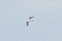 A gull