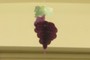 Akward Grape