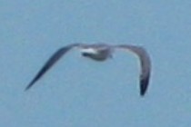 59482-210x140