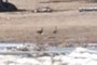CANADA GEESE