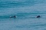 Surfers