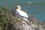 Gannet