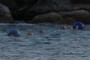 Blue-Ball Ducks (with young)