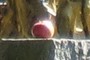 The solitary apple    