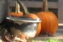 three pumpkins and a pot.  