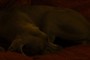Mabel sleeping