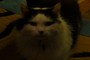 Cedric