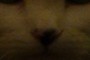 Nosey