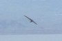 Hang Glider