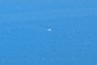 Whale?