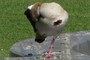 Ente