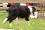 Herding