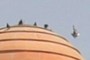 Pigeons