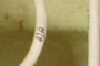 Wire 41A