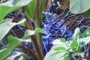 Blue Glass