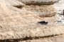 Lone Shoe