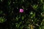 Single flower