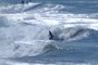 Surfer
