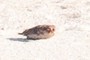 Puffer fish