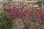 blooming tree