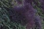 Cool purple plants