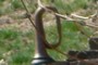 Horn