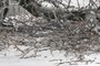 Debris