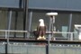 American Bald Eagle