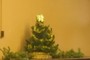little christmas tree 
