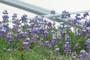 Purple Lupine