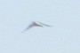 bird!