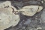 Peperite, Pen Anglas