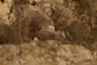 quarts boulder