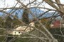 Mt. Saint Helena
