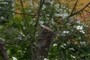 Tree top lost