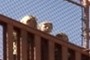 observers