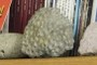 Petoskey Stone