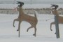 rudolph!