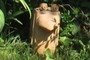 bird of stone