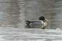 Mallard
