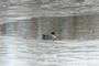 Mallard