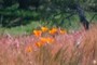 Poppies