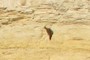 It's a Bird!
