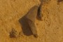 Fossils