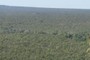 Vine thicket