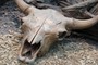 skull