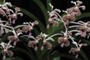 Vanda tricolor
