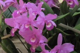 Cattleya skinnerii