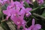 Cattleya skinnerii