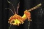 Oncidium Mendenhall